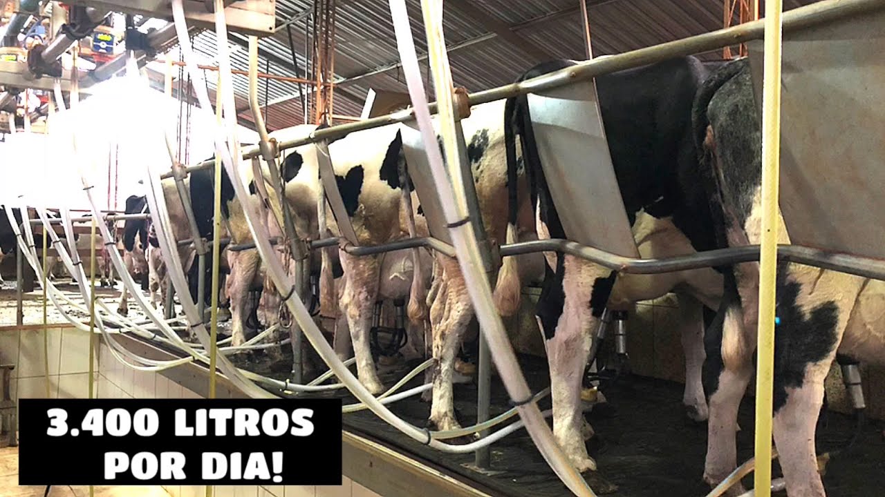 TIRANDO LEITE DAS NOSSAS VACAS, PRIMEIRA ORDENHA DO DIA!!