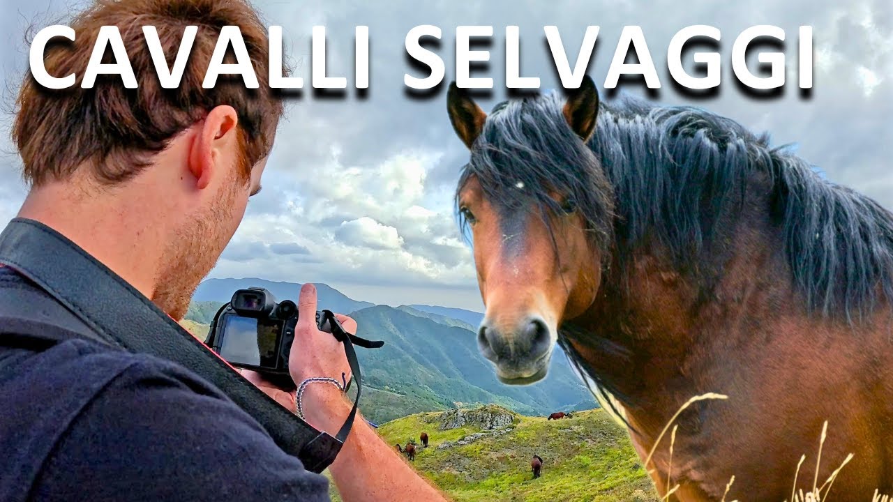 Cavalli Selvaggi in Italia al Parco dell'Aveto 🇮🇹