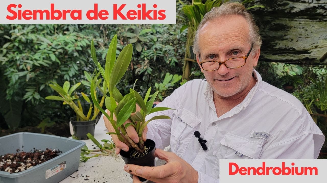 Siembra keikis en orquídeas Dendrobium
