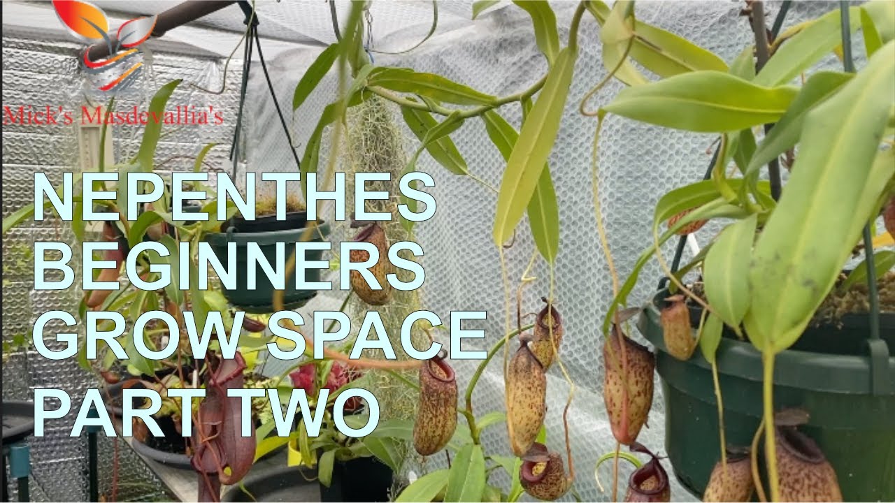 Highland Nepenthes in my outdoor grow space part two (90)