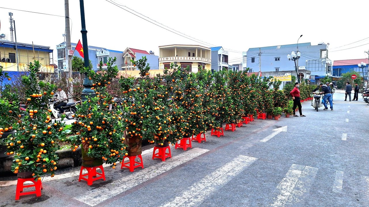 Tet flower market. You'll be surprised by the amount of kumquats on display.