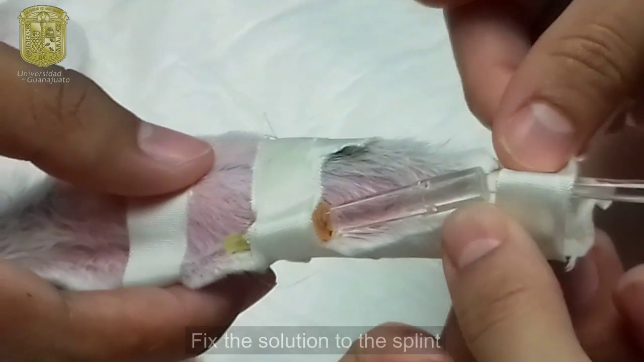 IV Cannulation in Rabbit - Universidad de Guanajuato