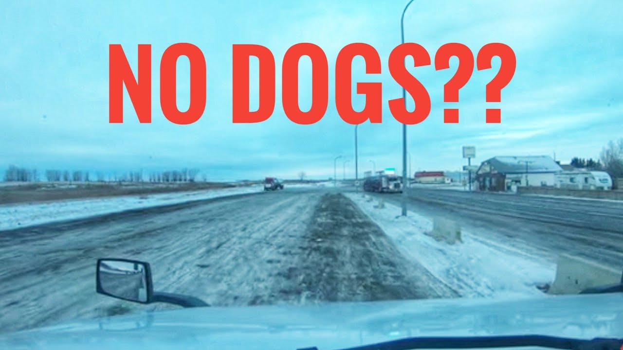 My Trucking Life - NO DOGS ALLOWED!! - #1614