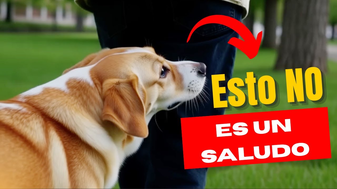10 Razones para entender a tu amigo peludo! 🐶