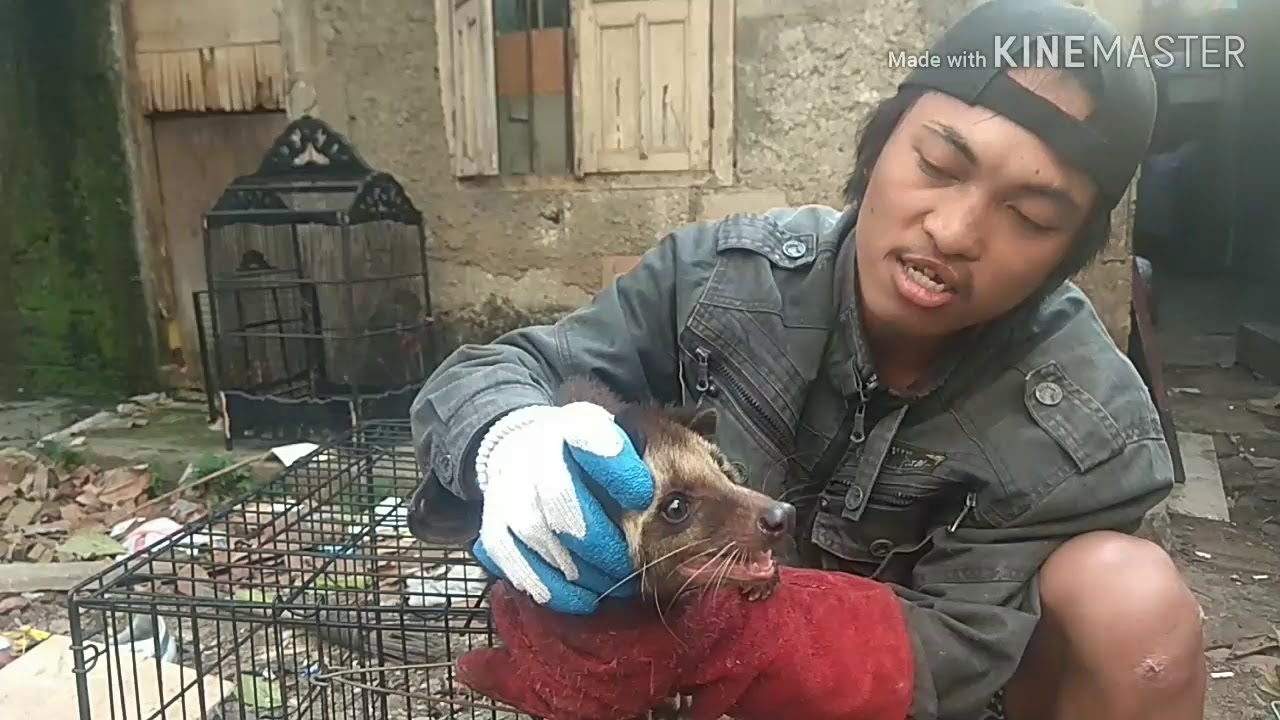 MUSANG BULAN GALAK !