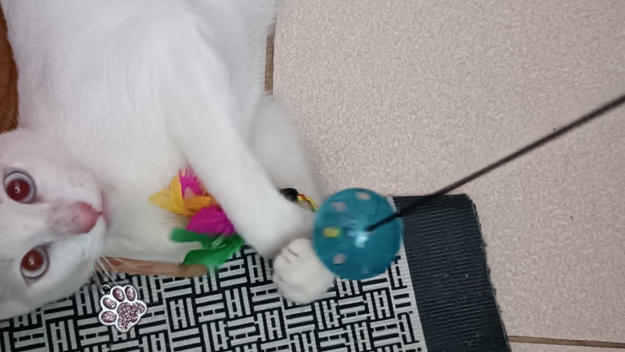 Blueblung8 And CutiePink is live! Playtime🤪