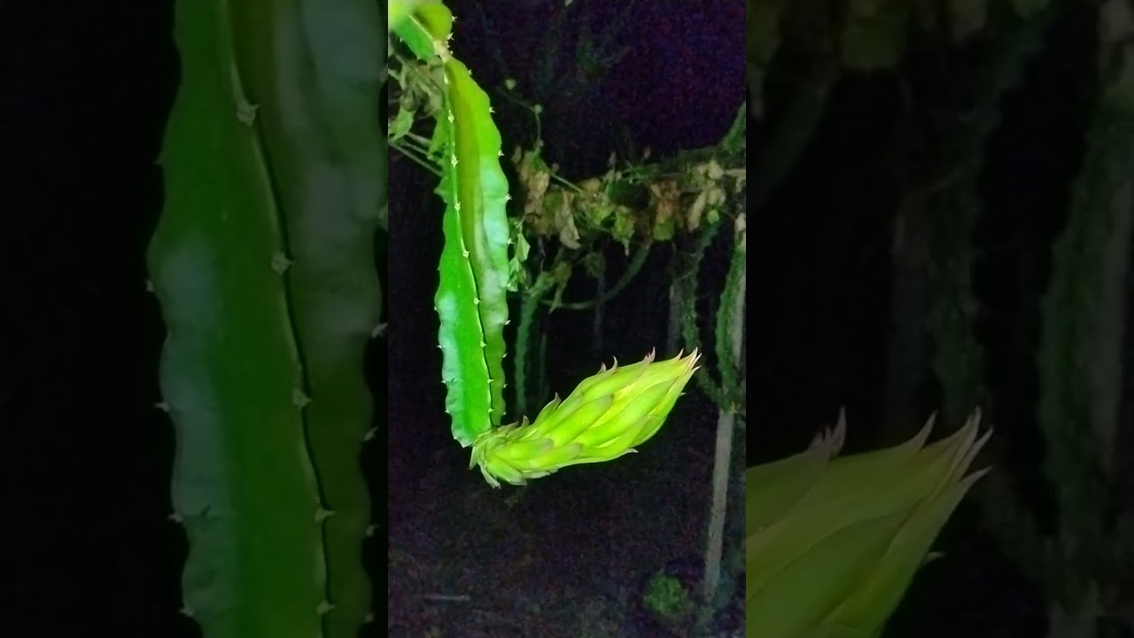 Flores noturna!!! | Martins pitayas