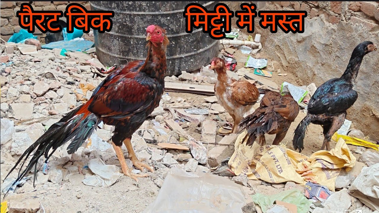  #Aseel Parrot Beak Mitti Mai Mast  