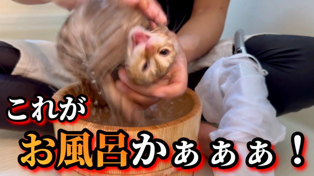 ノミの糞まみれの子猫をお風呂に入れたらこうなりました。 #5
