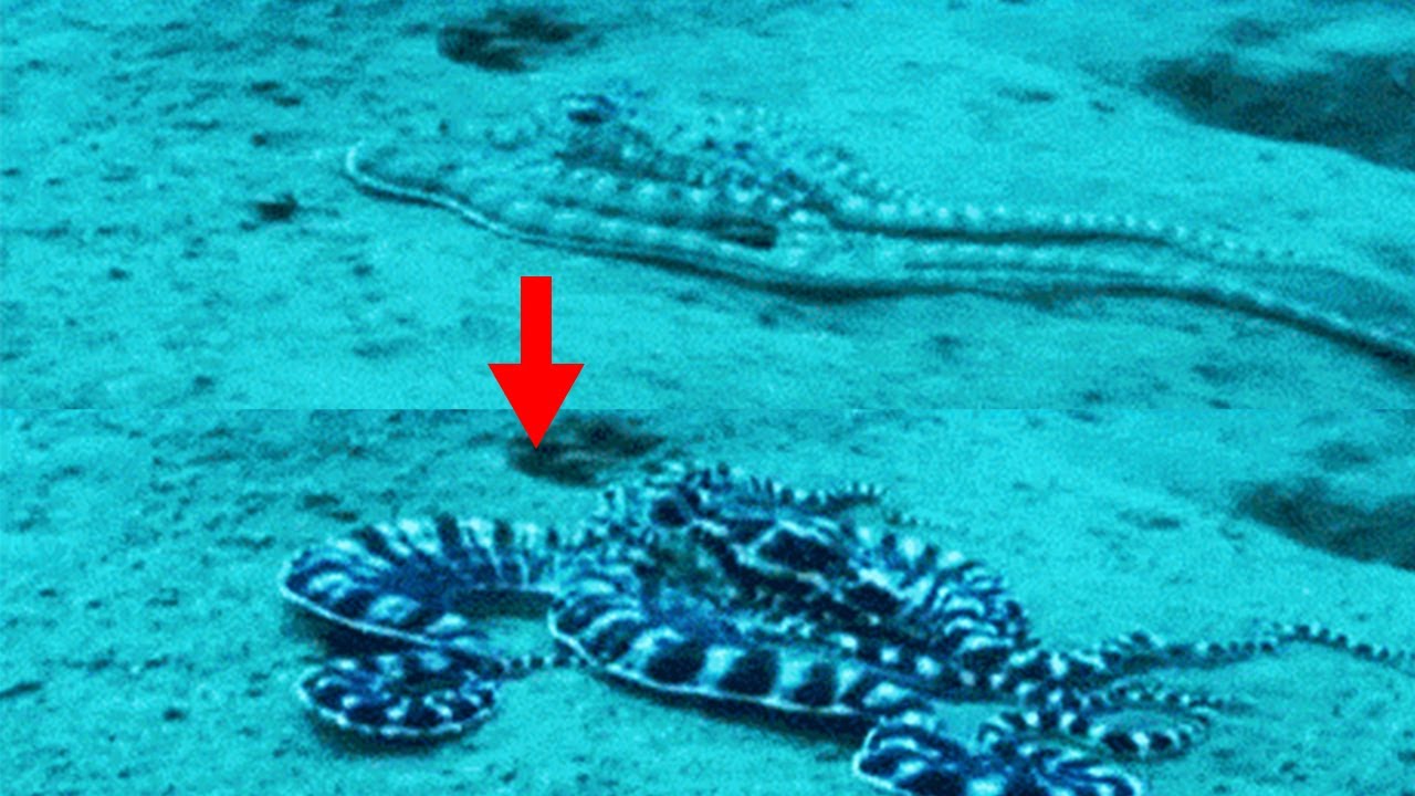 15 Interesting Facts About the Mimic Octopus