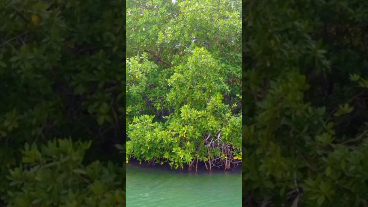 &iquest;Sabes que es un Manglar? &iexcl;Son Fascinantes! #manglar #manglares #&aacute;rboles #curiosidades #shorts