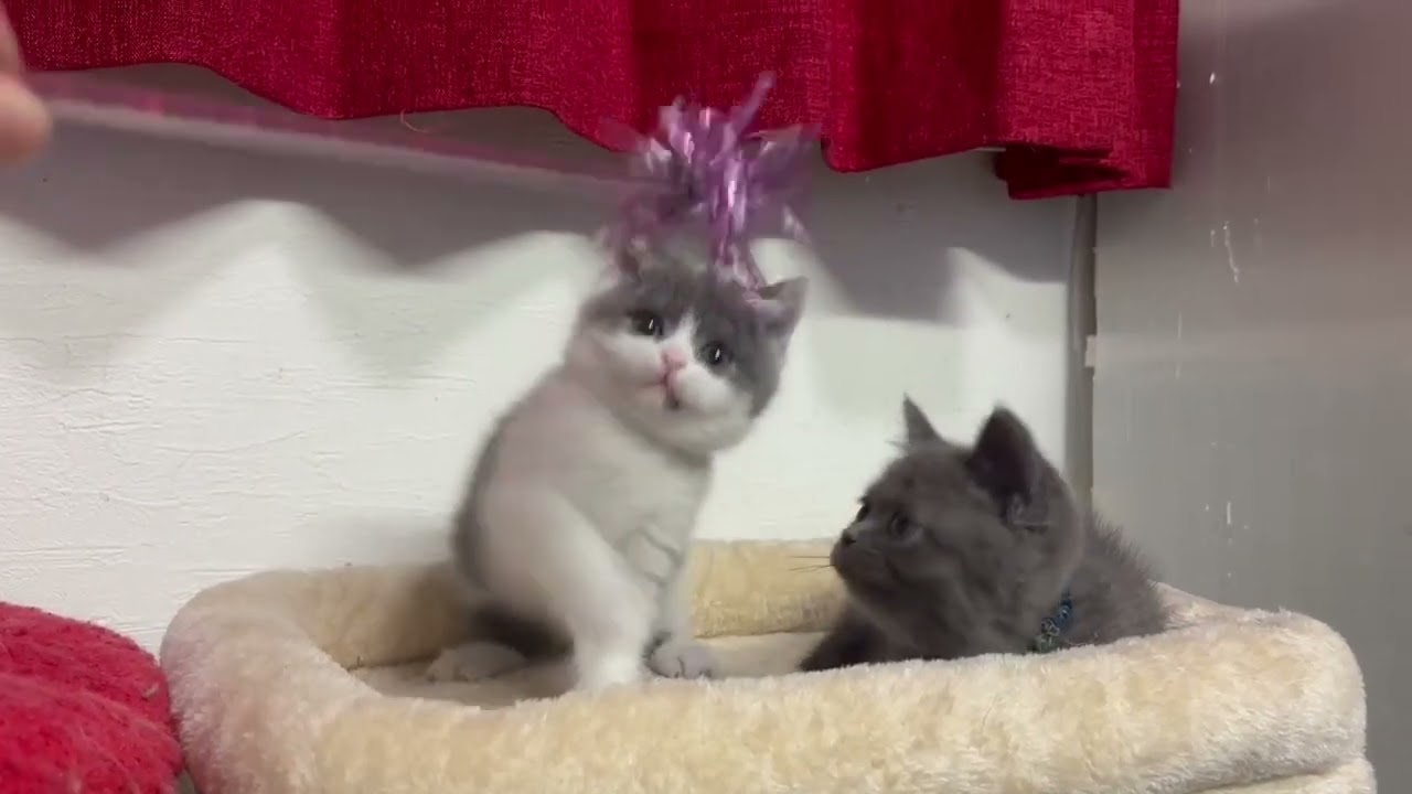 ブリティッシュ　ナナベビー４匹　6