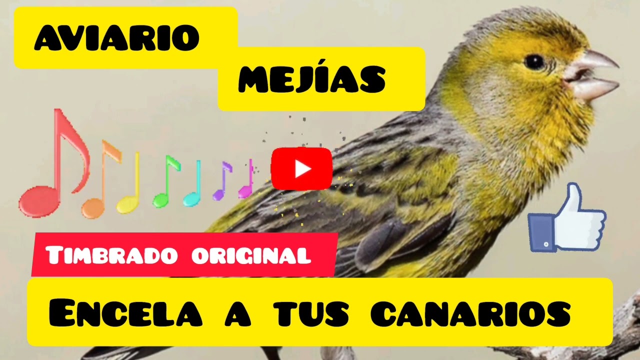▶️CD CANTO TIMBRADO ORIGINAL ✅🐦🎶 #timbrado  #timbrados #bird #aves #canario #canarios #canarino