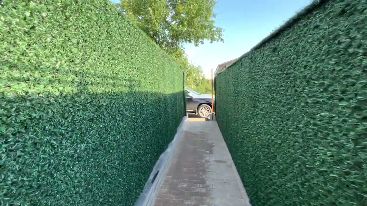 Калифорнийская изгородь
