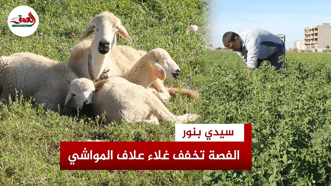 زراعة الفصة تقاوم الجفاف بدكالة وفلاحون يعولون عليها لمواجهة غلاء علف المواشي