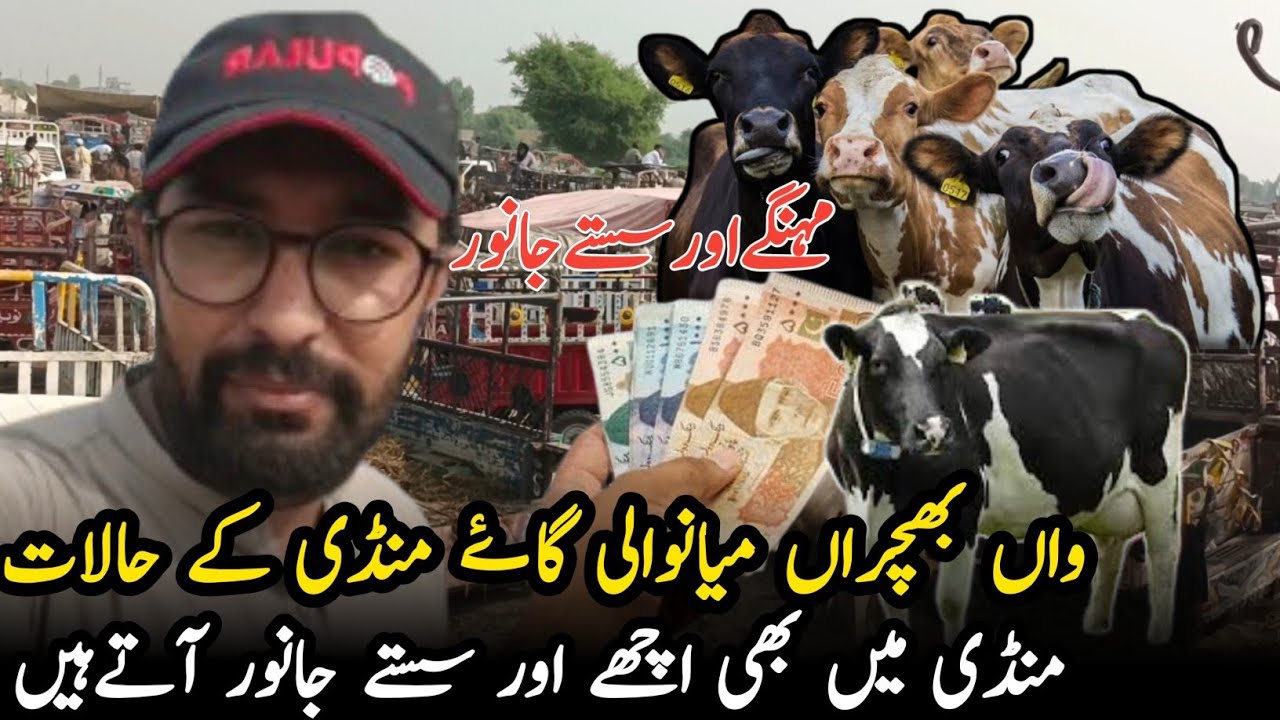 janwar mandi mianwali wan bachra janwar mandi janwar ki videos
