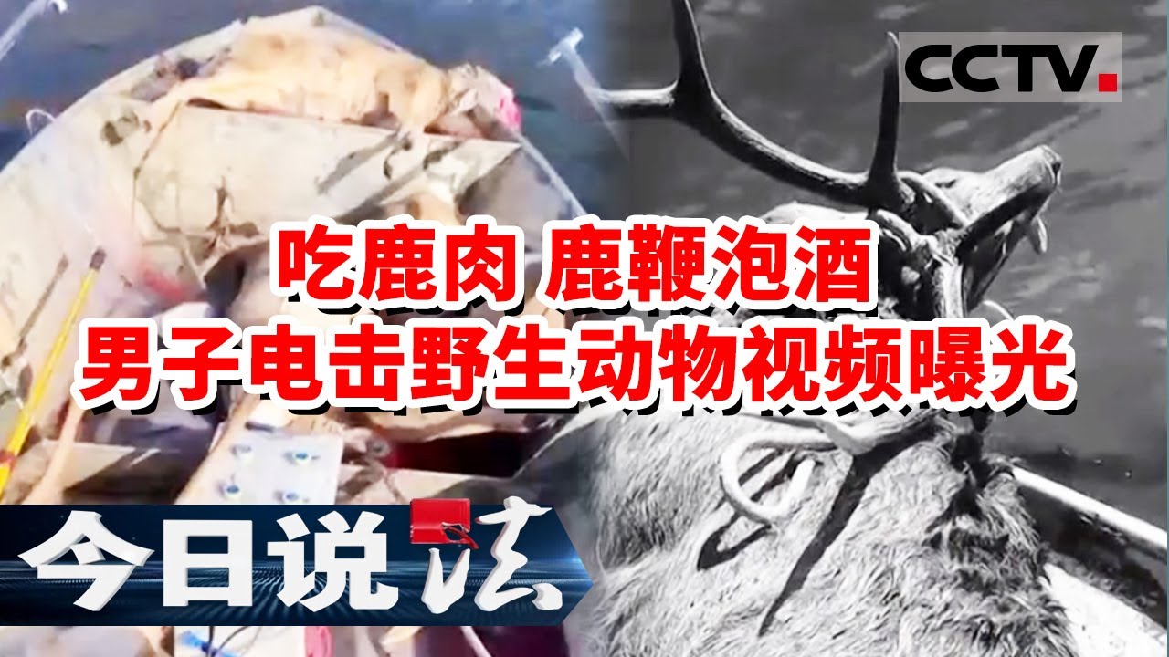 《今日说法》男子组织10名兄弟 长年使用电击 放炮等方式非法猎杀狍子并录制视频 20231228 | CCTV今日说法官方频道