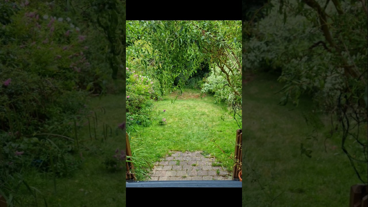 7 hour garden clean up in 60 seconds! (Last Summer) ⚠️Flash Warning⚠️ #satisfying #shorts #gardening