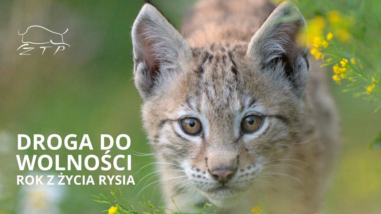 Droga do wolności - rok z życia rysia | Zachodniopomorskie Towarzystwo Przyrodnicze