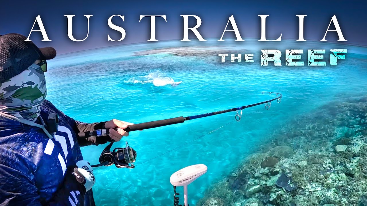 Australia's Biggest Reef Fish Captured on Film !!