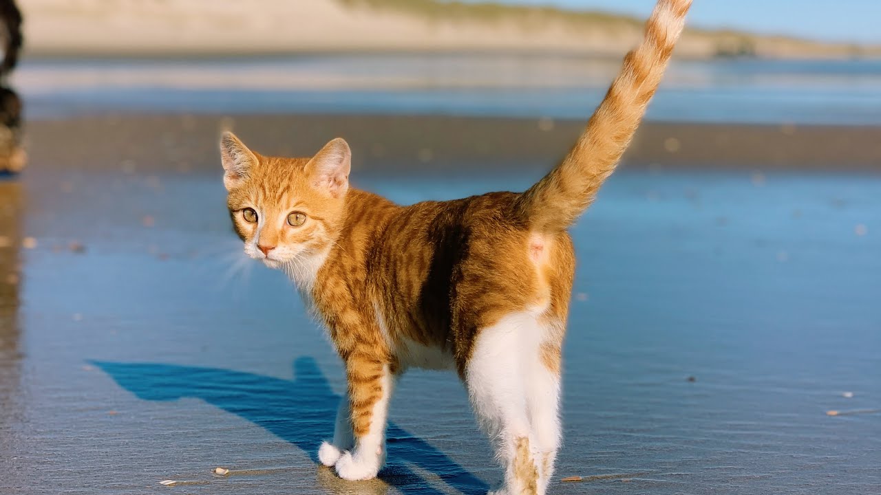 Growing up with MARLIN :) Episode #4 Life on the Outer Banks of North Carolina! Hatteras & Wanchese.
