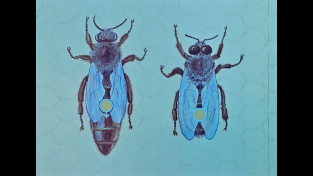 Селекция пчел, 1977
