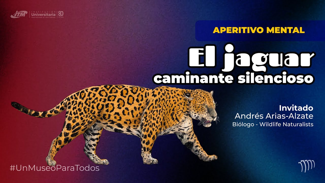 El jaguar caminante silencioso 🐆