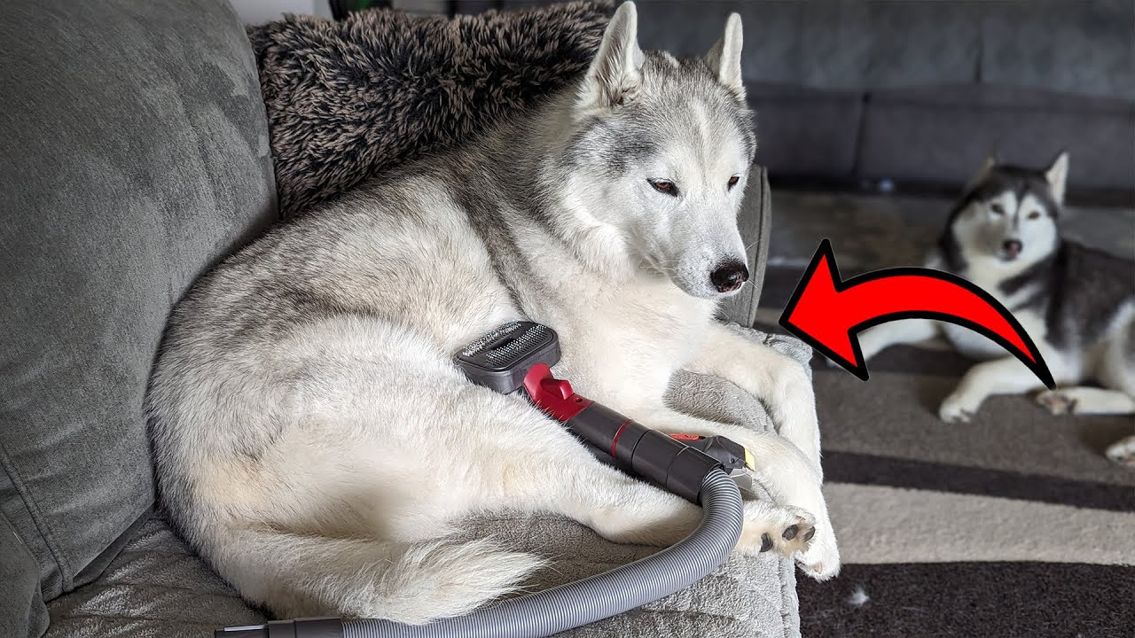 Use Your DYSON To Groom Your Dogs With This Kit!