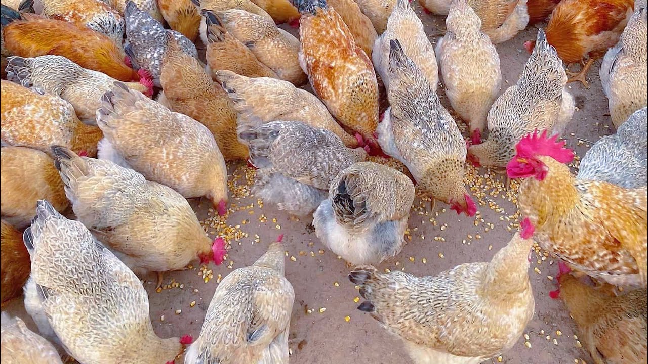 Chicken Growth Stages: From Chick to Laying Hen - The Complete Guide