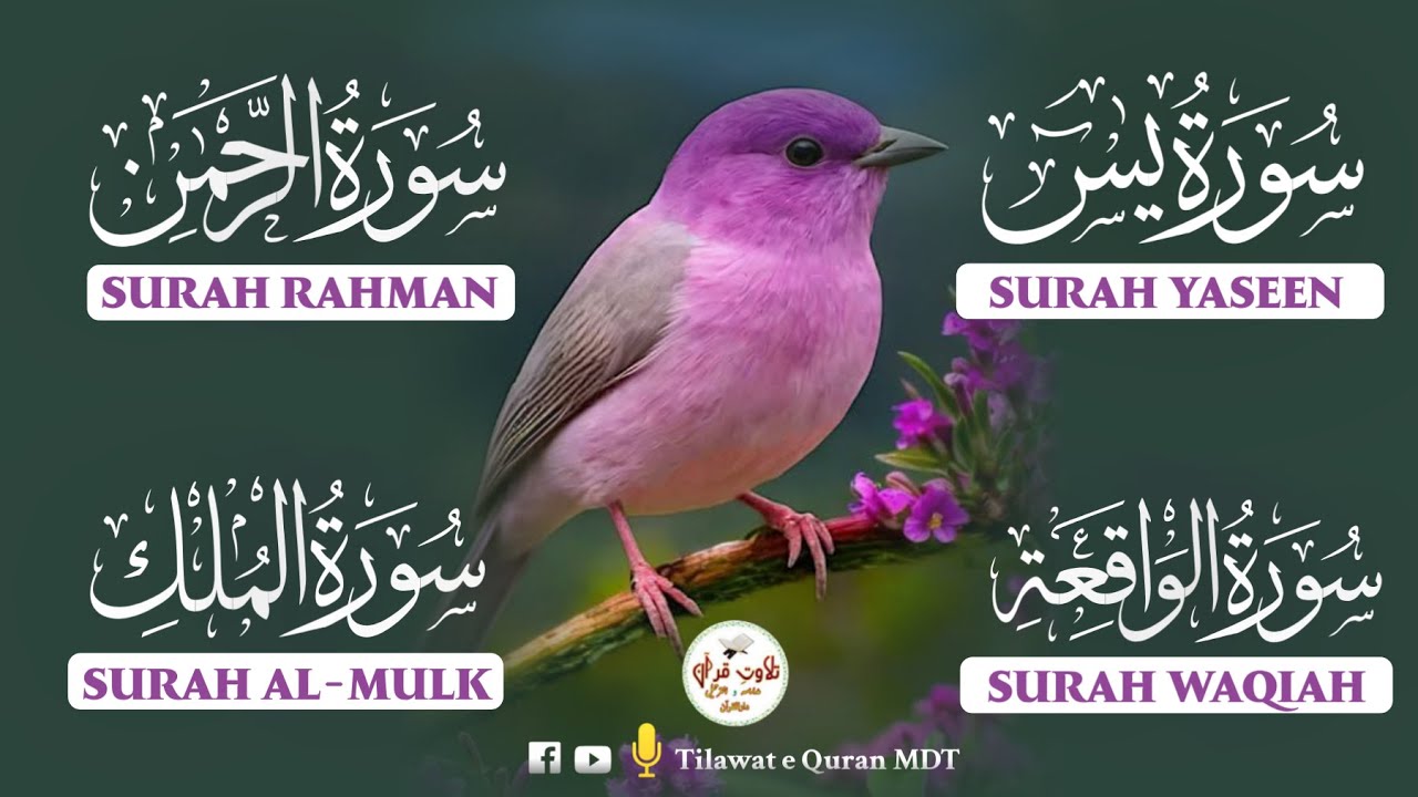 Divine Quran Recitation | Surah Waqiah, Rahman, Yasin & Mulk | الواقعة، الرحمن، يس، الملك