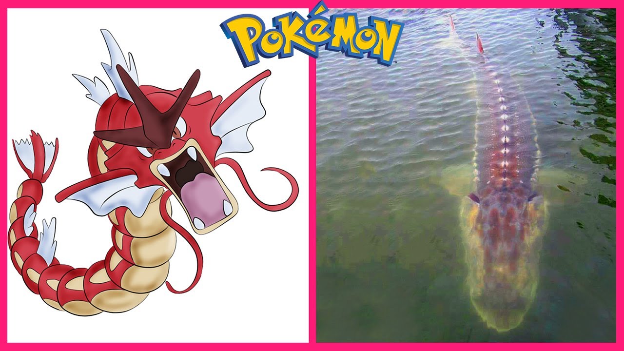 Pokemon IN REAL LIFE 💥 All Characters 👉@WANAPlus