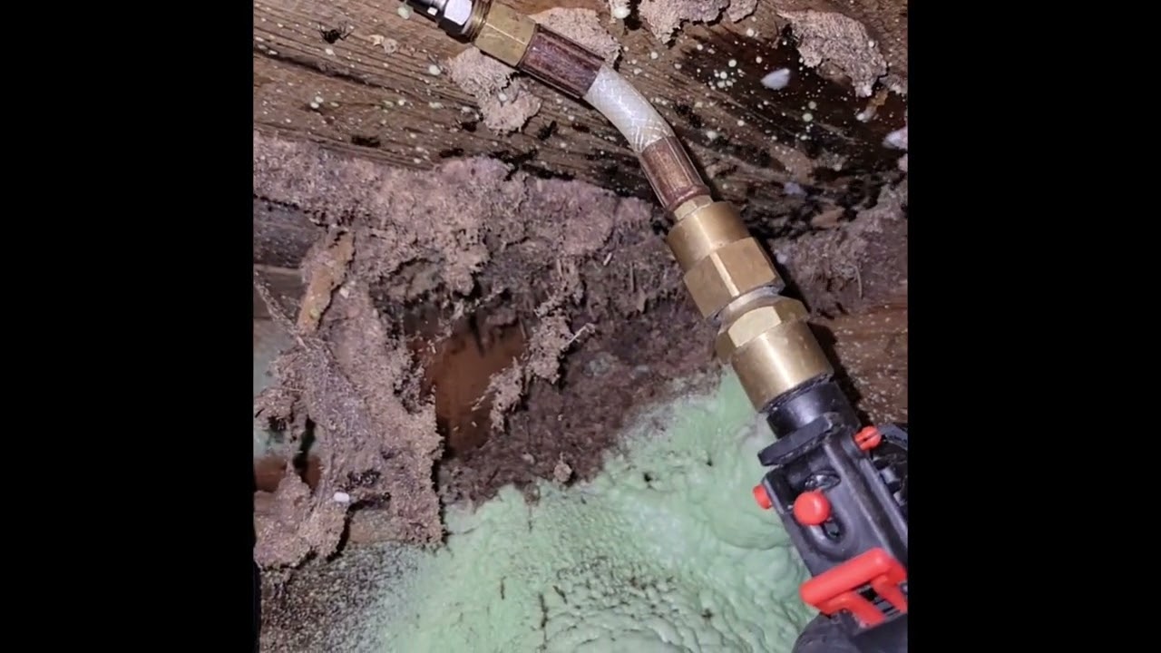 Carpenter Ant Nest Treatment