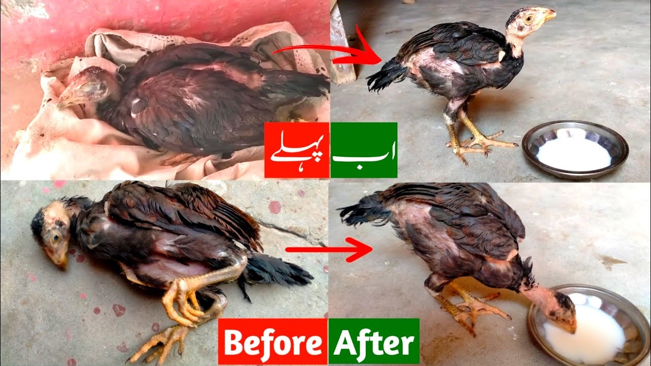 Treatment of disease of hens