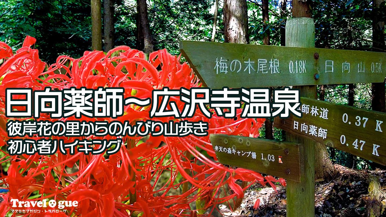 《初心者おすすめ》日向薬師ハイキング 彼岸花の里から広沢寺温泉へ山歩き