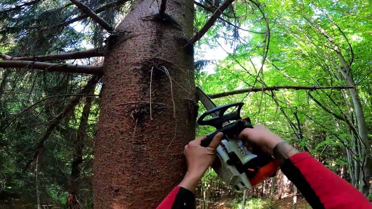 Stavba linky a ťažba prebierky do kopca.Stihl ms 400c ,Stihl ms 194t a lesná lanovka Syncrofalke 3T