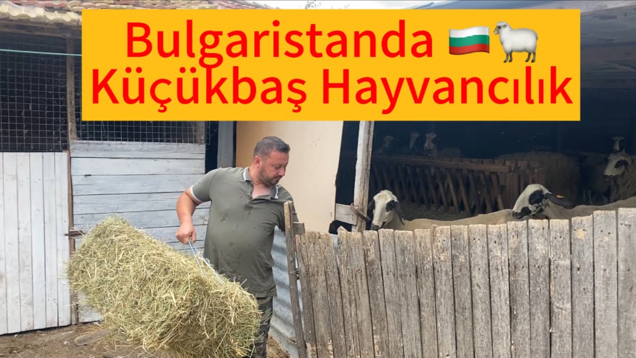 Bulgaristanda küçükbaş hayvancılık~Aile çiftliği #село #farming #köy #sheep #koyun #nature #animals