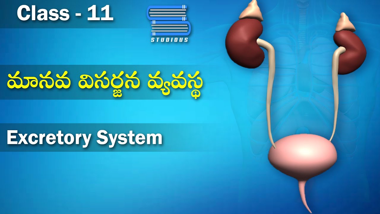 మానవ విసర్జన వ్యవస్థ - Human Excretory System and its functions | Human Anatomy | Class 11 Telugu