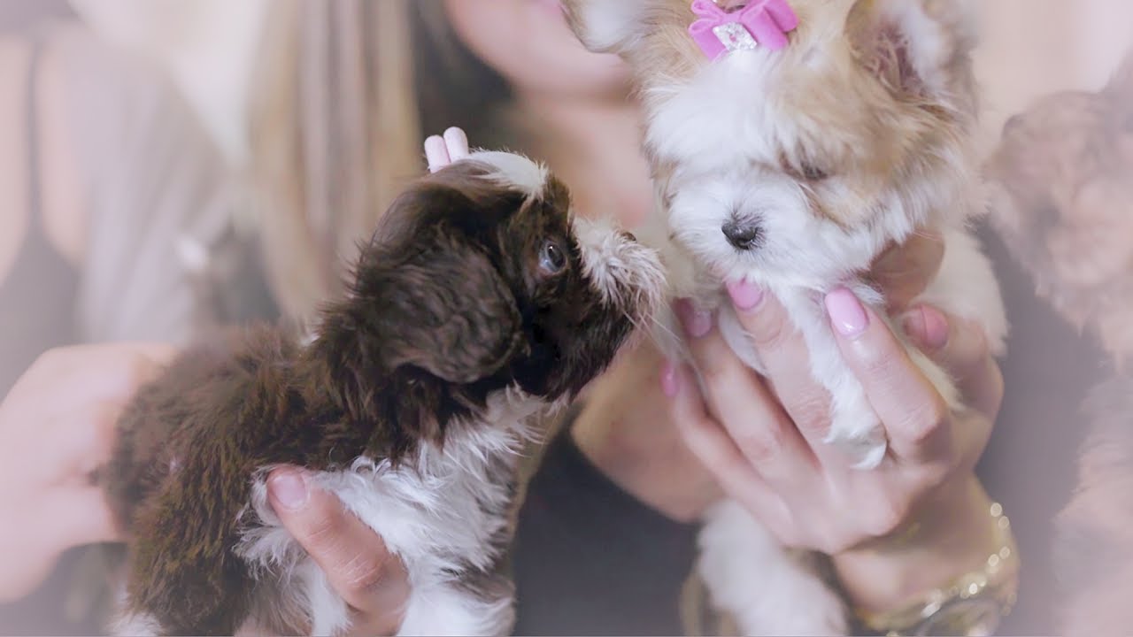 TeaCups, Puppies & Boutique - South Florida's Original Teacup Puppy Boutique, Est. 1999!