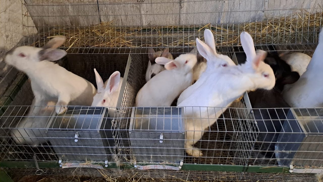 Noví králíci - nové zkušenosti! - Rozbor mých problémů se samicemi.