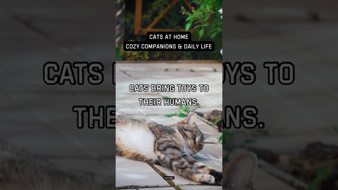 Cats bring toys to their humans.
