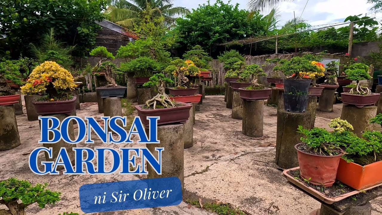 Nakabili na rin ng vietnam bluebell at nakabisita sa bonsai garden ni Sir Oliver