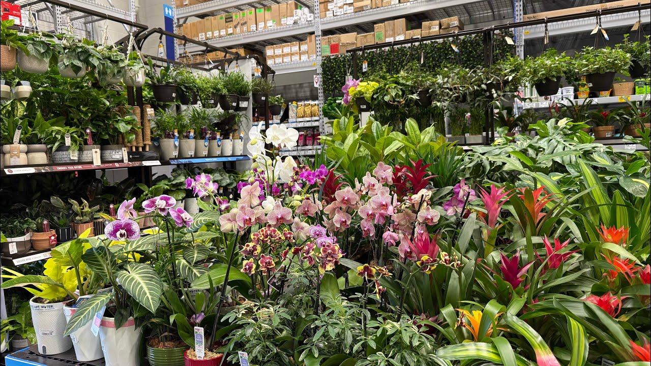 Покупка комнатных растений в Lowe’s!
