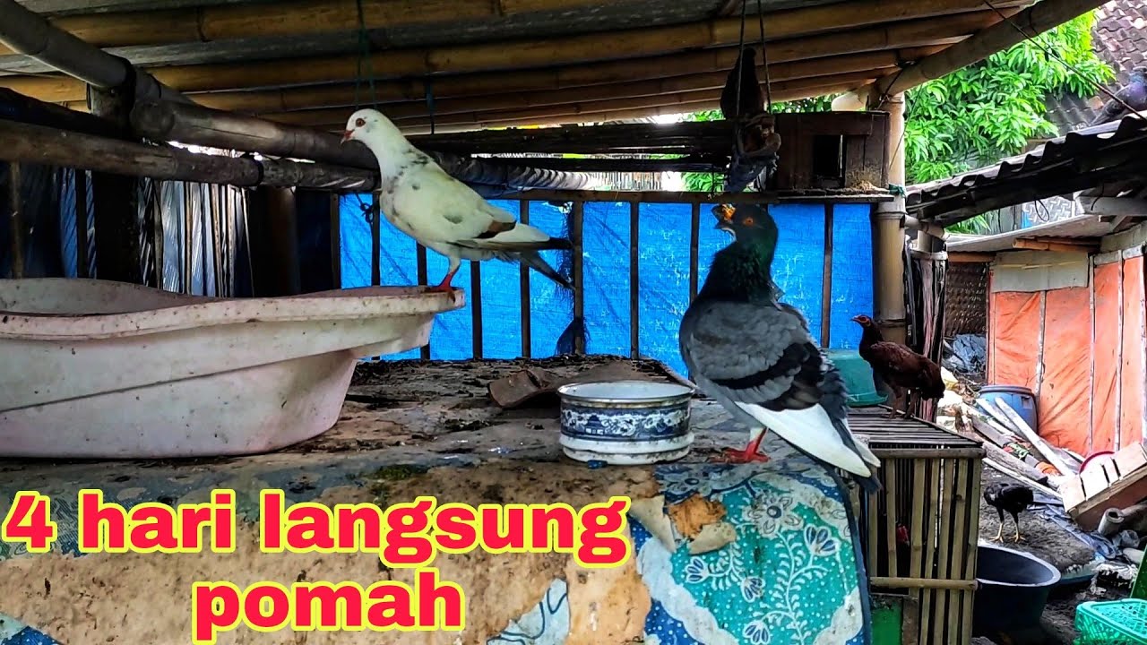 CARA POMAHKAN MERPATI || CARA AGAR MERPATI GIRING KANDANG