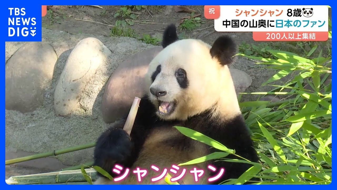 中国の山奥に日本人が行列！「上野生まれのパンダ」シャンシャンが8歳に　200人以上が駆けつけたか｜TBS NEWS DIG