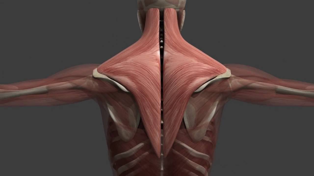 Uitleg over triggerpoints. Een video van Michiel Akkerman.