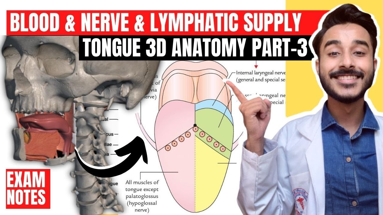 Tongue Nerve Supply Anatomy | nerve supply of tongue anatomy | blood supply of tongue anatomy