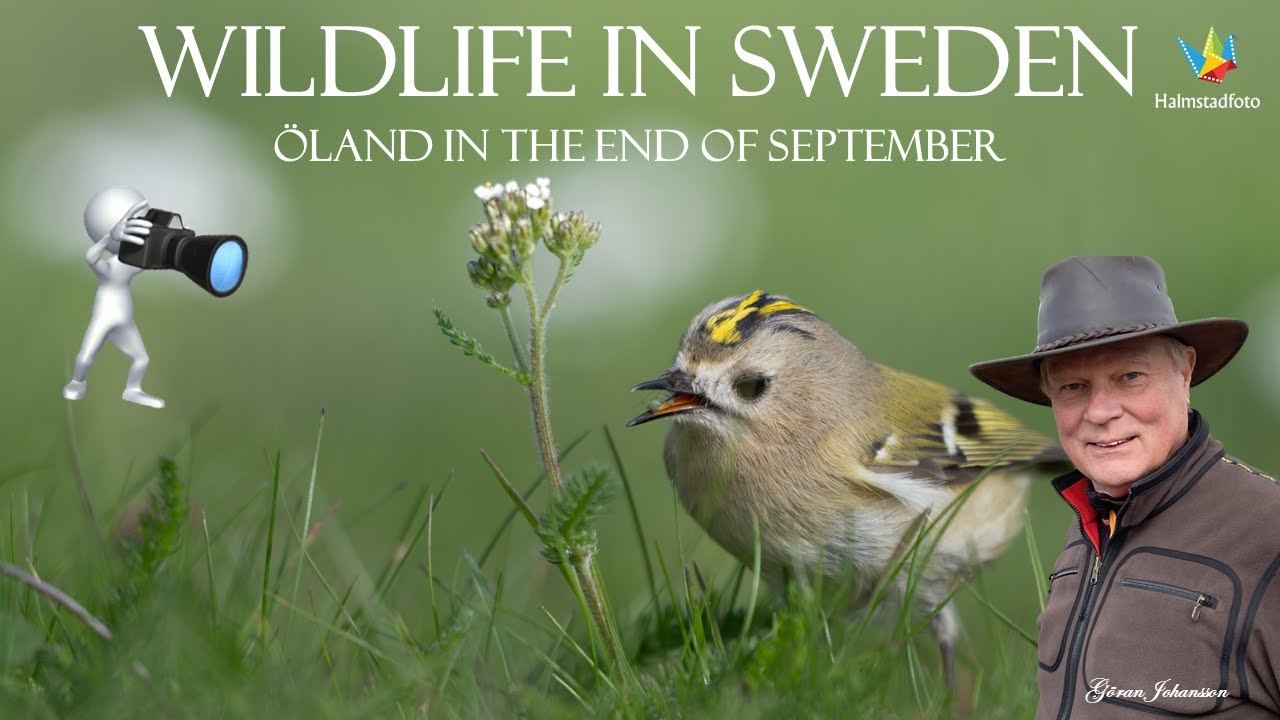 WILDLIFE PHOTOGRAPHY - Nature and bird  Photo Trip to Öland  Waders Photography Adventure. Nikon Z9