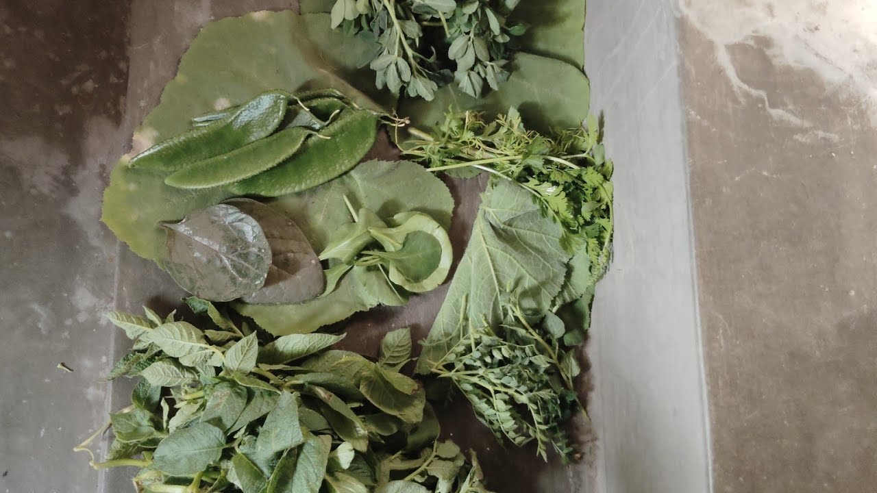 আজ ছাদ বাগান থেকে কত কিছু তুলে নিলাম 