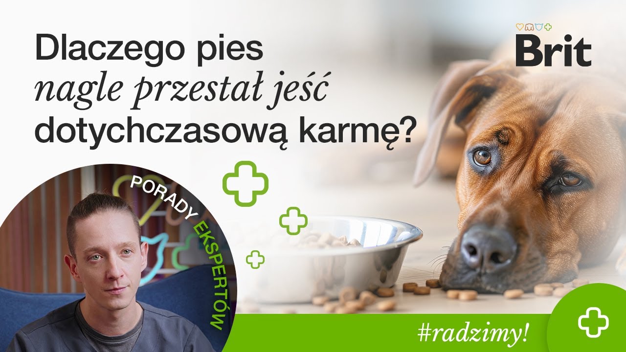 RADZIMY: Dlaczego pies nagle przestał jeść dotychczasową karmę? - Brit Polska