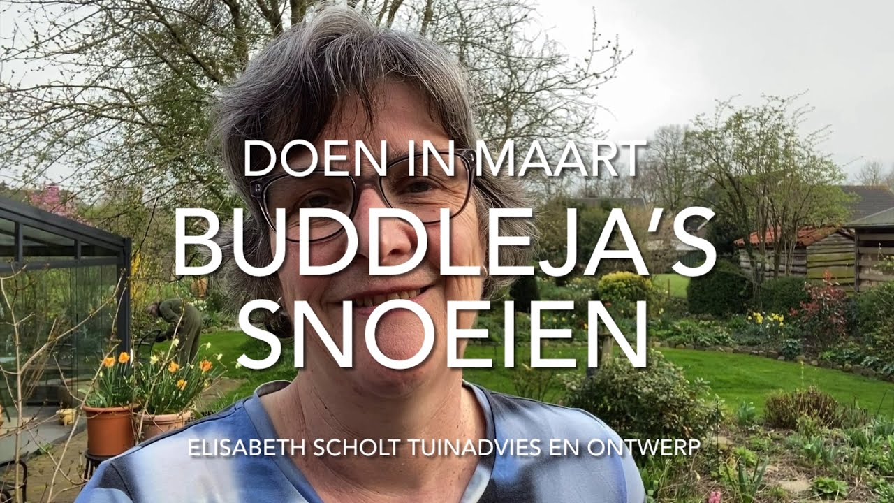 VLINDERSTRUIK (BUDDLEJA) SNOEIEN VOOR MEER BLOEMEN